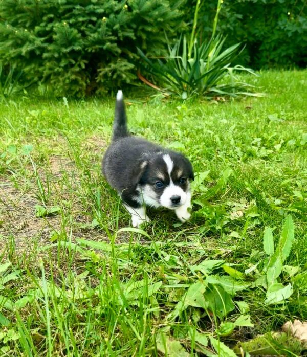 Lennox Welsh Corgi Lennox Welsh Corgi