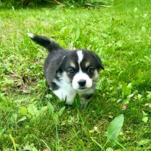 Lennox Welsh Corgi Lennox Welsh Corgi