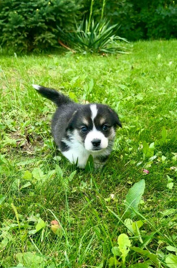 Lennox Welsh Corgi Lennox Welsh Corgi