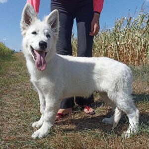 Leon White Swiss Shepherd Leon White Swiss Shepherd