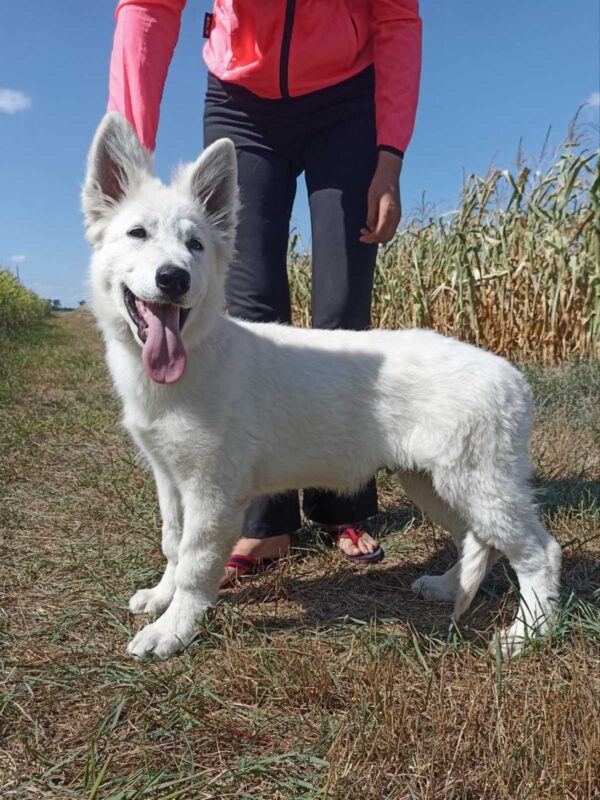 Leon White Swiss Shepherd Leon White Swiss Shepherd