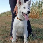 Leon-male-White-Swiss-Shepherd-puppy-for-sale-3