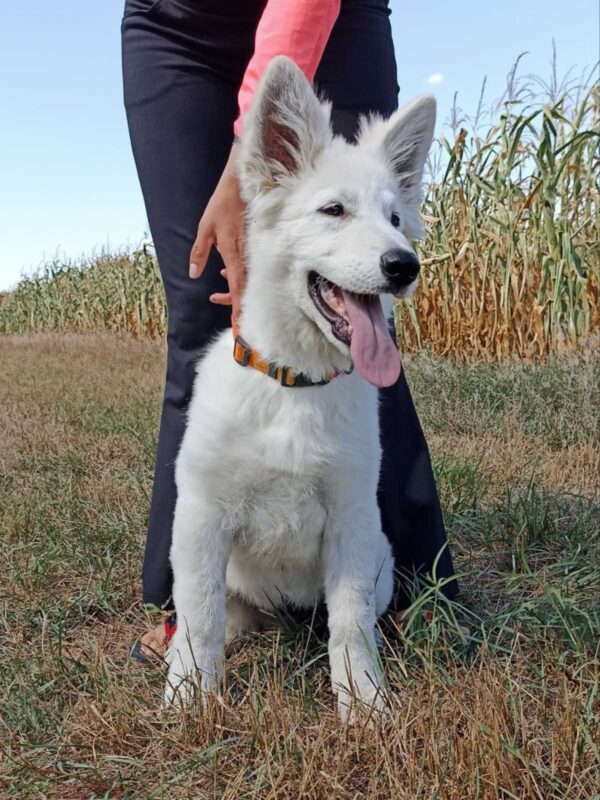 Leon White Swiss Shepherd Leon White Swiss Shepherd