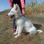 Leon-male-White-Swiss-Shepherd-puppy-for-sale-4