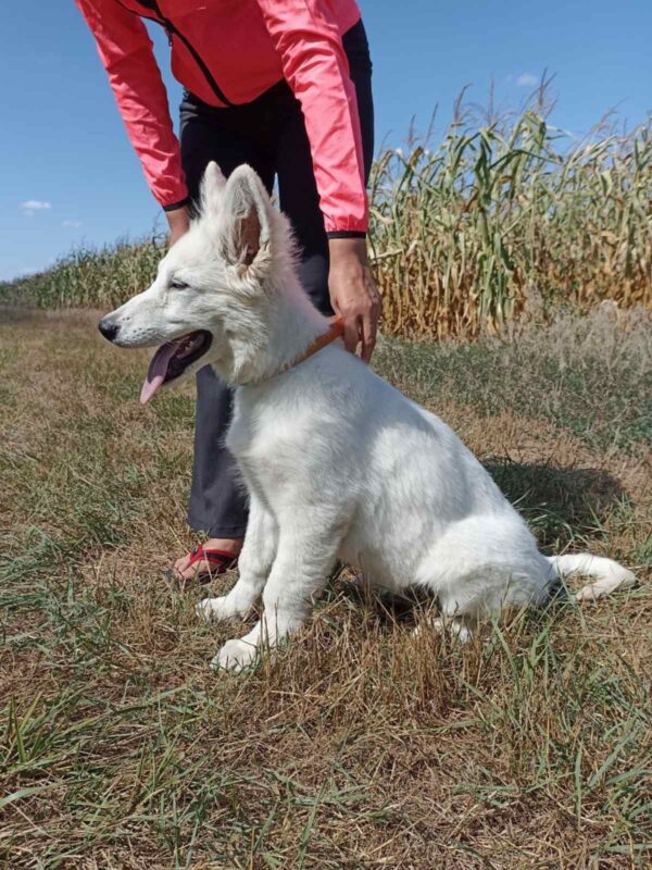 Leon White Swiss Shepherd Leon White Swiss Shepherd