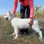 Leon-male-White-Swiss-Shepherd-puppy-for-sale-5