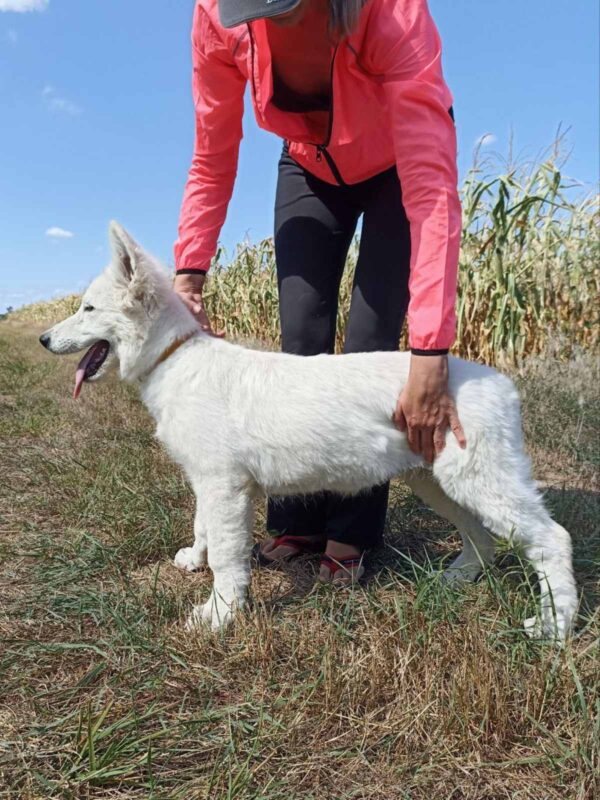 Leon White Swiss Shepherd Leon White Swiss Shepherd