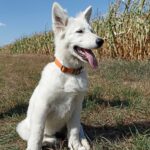 Leon-male-White-Swiss-Shepherd-puppy-for-sale-6