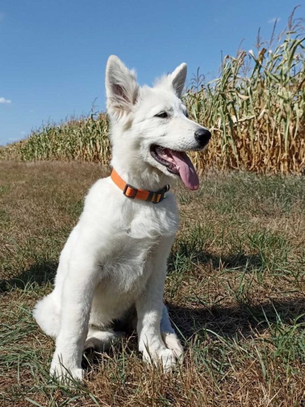 Leon White Swiss Shepherd Leon White Swiss Shepherd