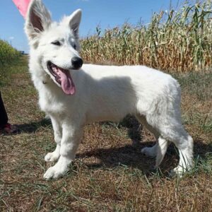 Leon White Swiss Shepherd Leon White Swiss Shepherd