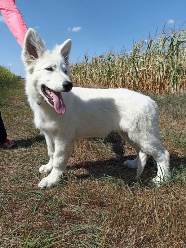 Leon White Swiss Shepherd Leon White Swiss Shepherd