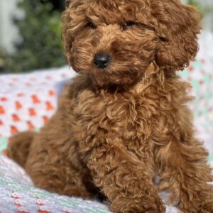 Lesta Toy Poodle Lesta Toy Poodle