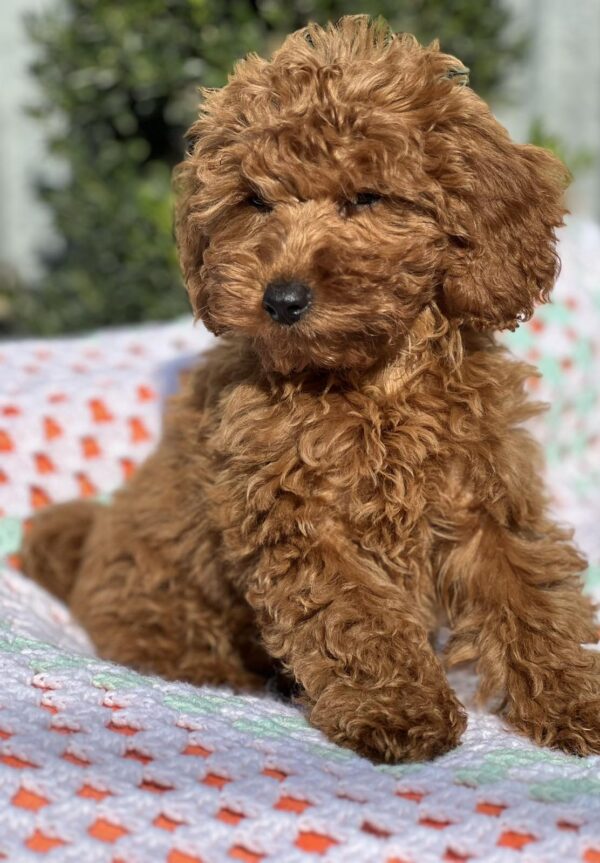 Lesta Toy Poodle Lesta Toy Poodle