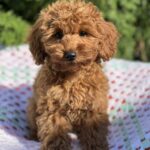 Lesta-female-toy-poodle-puppy-for-sale-1 (2)