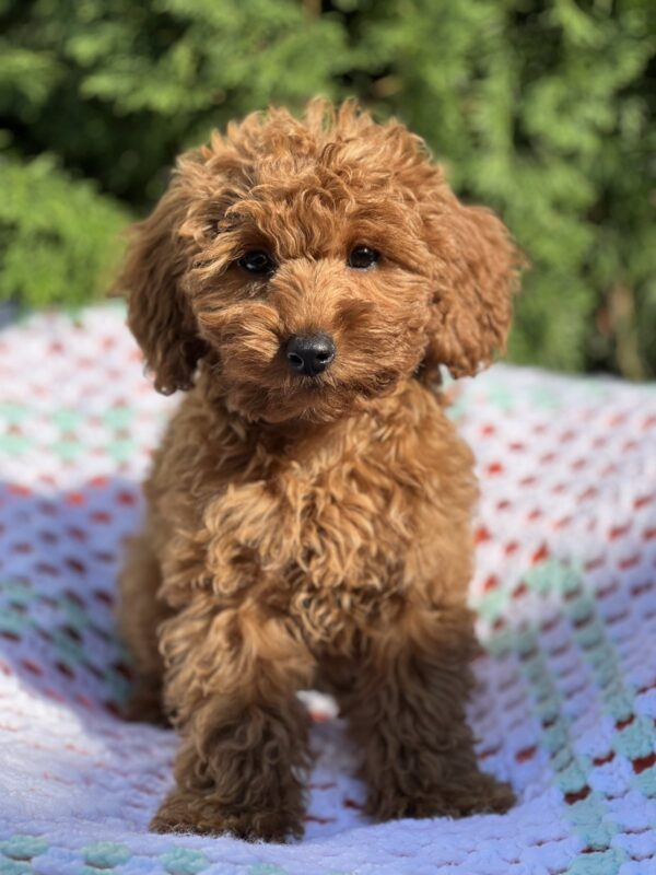 Lesta Toy Poodle Lesta Toy Poodle