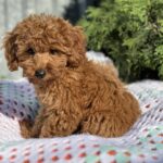 Lesta-female-toy-poodle-puppy-for-sale-1 (3)