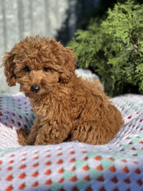 Lesta Toy Poodle Lesta Toy Poodle