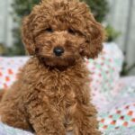 Lesta-female-toy-poodle-puppy-for-sale-1 (4)