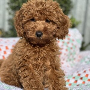 Lesta Toy Poodle Lesta Toy Poodle