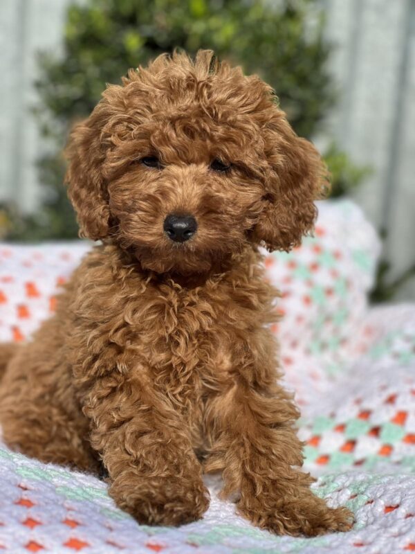 Lesta Toy Poodle Lesta Toy Poodle