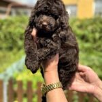 Lexus-female-Poodle-puppy-for-sale-1