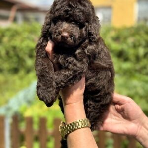 Lexus Toy Poodle Lexus Toy Poodle