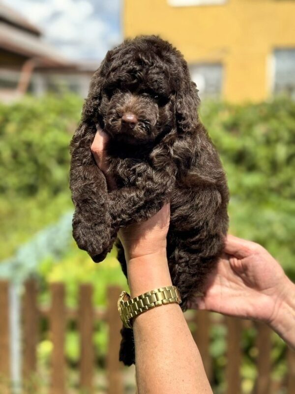 Lexus Toy Poodle Lexus Toy Poodle