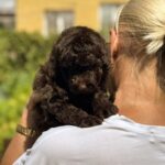 Lexus-female-Poodle-puppy-for-sale-2