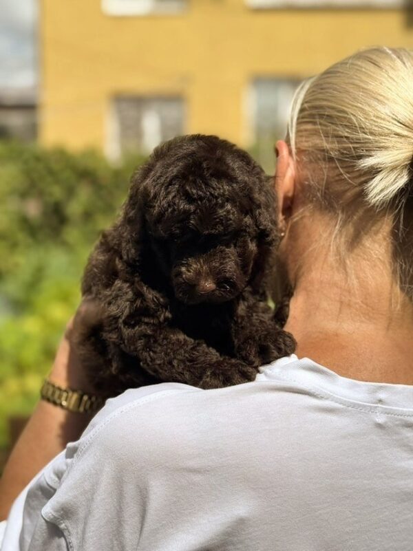 Lexus Toy Poodle Lexus Toy Poodle