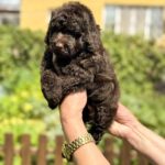 Lexus-female-Poodle-puppy-for-sale-3