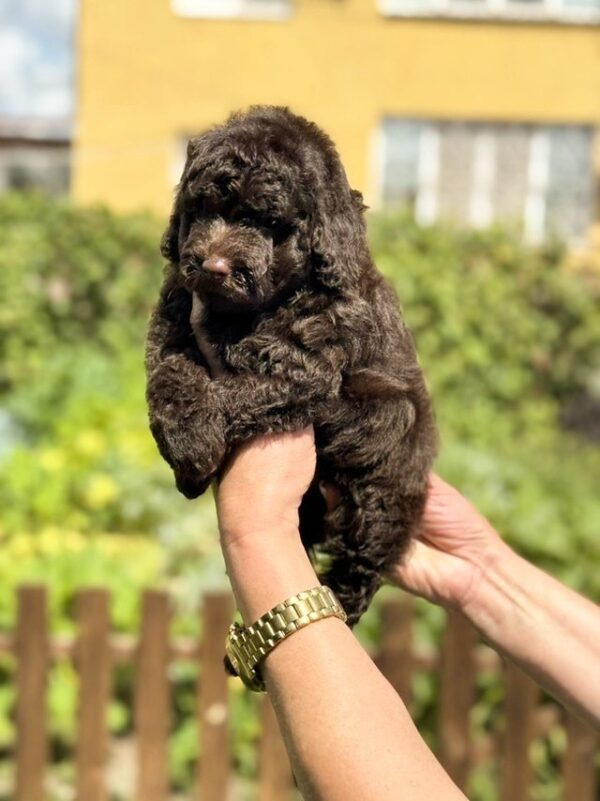 Lexus Toy Poodle Lexus Toy Poodle