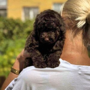 Lexus Toy Poodle Lexus Toy Poodle