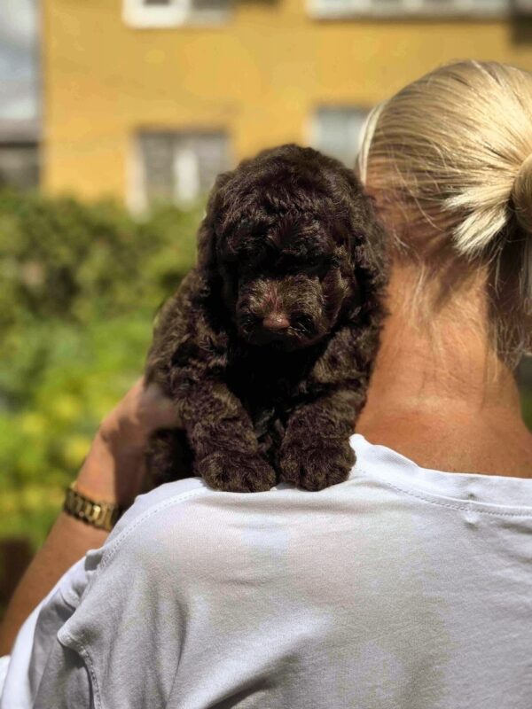 Lexus Toy Poodle Lexus Toy Poodle