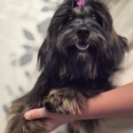 Lilian-female-Havanese-puppy-for-sale-1