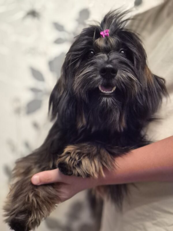 Lilian Havanese Lilian Havanese