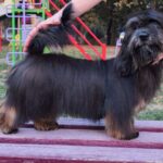 Lilian-female-Havanese-puppy-for-sale-2