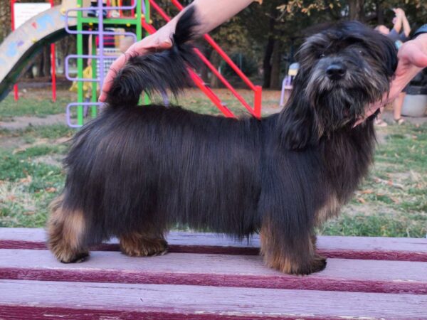 Lilian Havanese Lilian Havanese