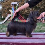Lilian-female-Havanese-puppy-for-sale-3