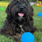Lilith-female-Havanese-puppy-for-sale-1