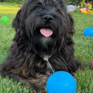 Lilith Havanese Lilith Havanese
