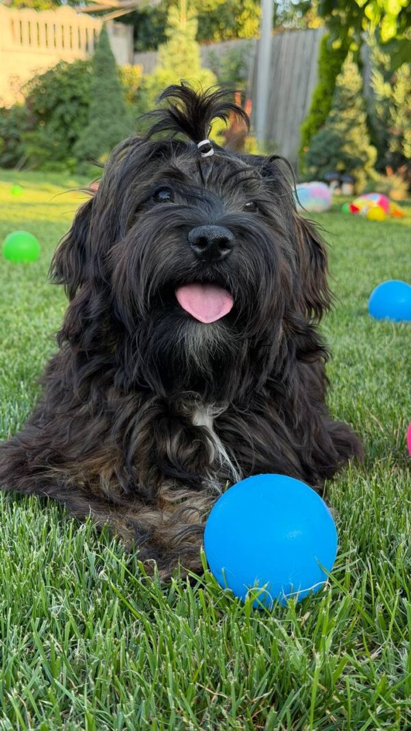 Lilith Havanese Lilith Havanese
