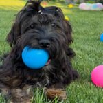 Lilith-female-Havanese-puppy-for-sale-2