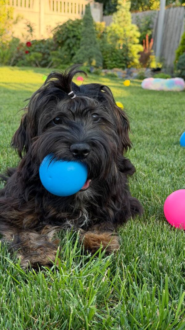 Lilith Havanese Lilith Havanese