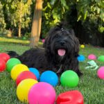 Lilith-female-Havanese-puppy-for-sale-3