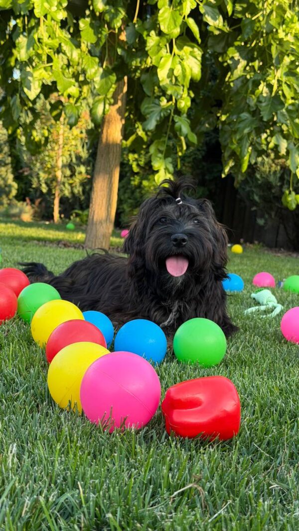 Lilith Havanese Lilith Havanese