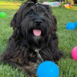 Lilith-female-Havanese-puppy-for-sale-4