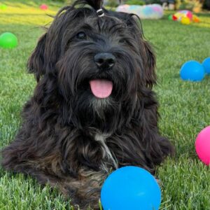 Lilith Havanese Lilith Havanese
