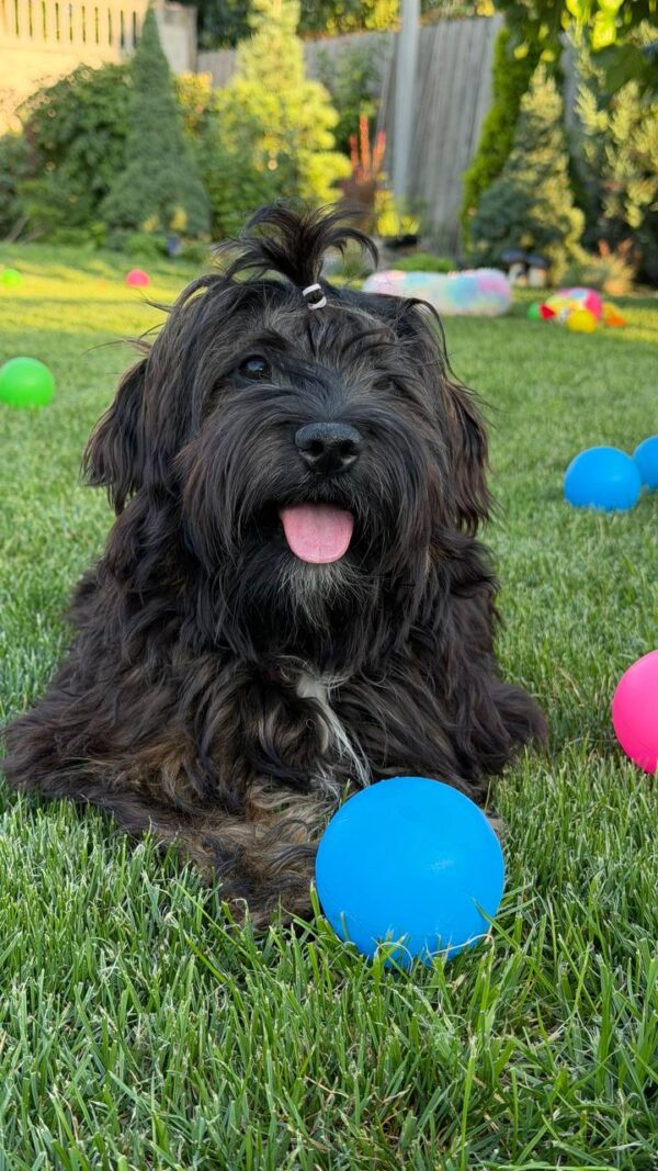 Lilith Havanese Lilith Havanese