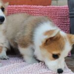 Lilla-female-welsh-corgi-puppy-for-sale- (1)