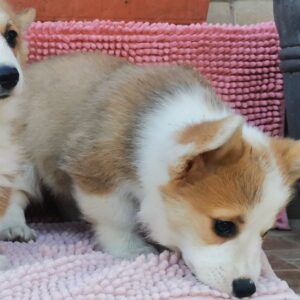 Lilla Welsh Corgi Lilla Welsh Corgi